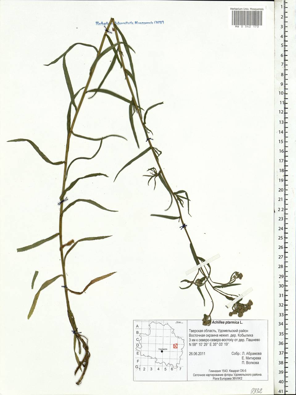 Achillea ptarmica subsp. ptarmica, Восточная Европа, Северо-Западный район (E2) (Россия)