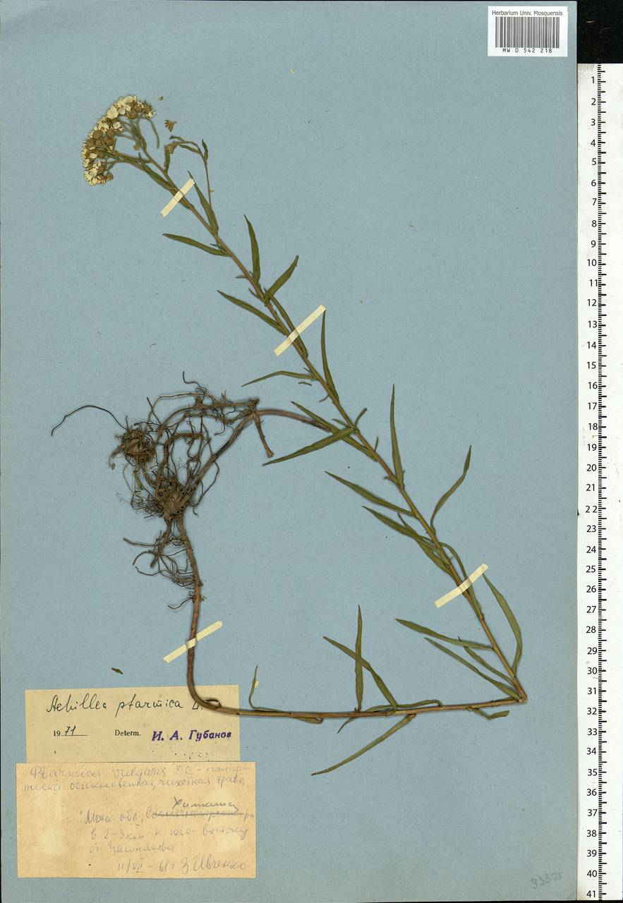 Achillea ptarmica subsp. ptarmica, Восточная Европа, Московская область и Москва (E4a) (Россия)