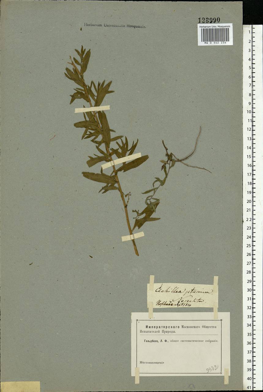 Achillea ptarmica subsp. ptarmica, Восточная Европа, Центральный лесной район (E5) (Россия)