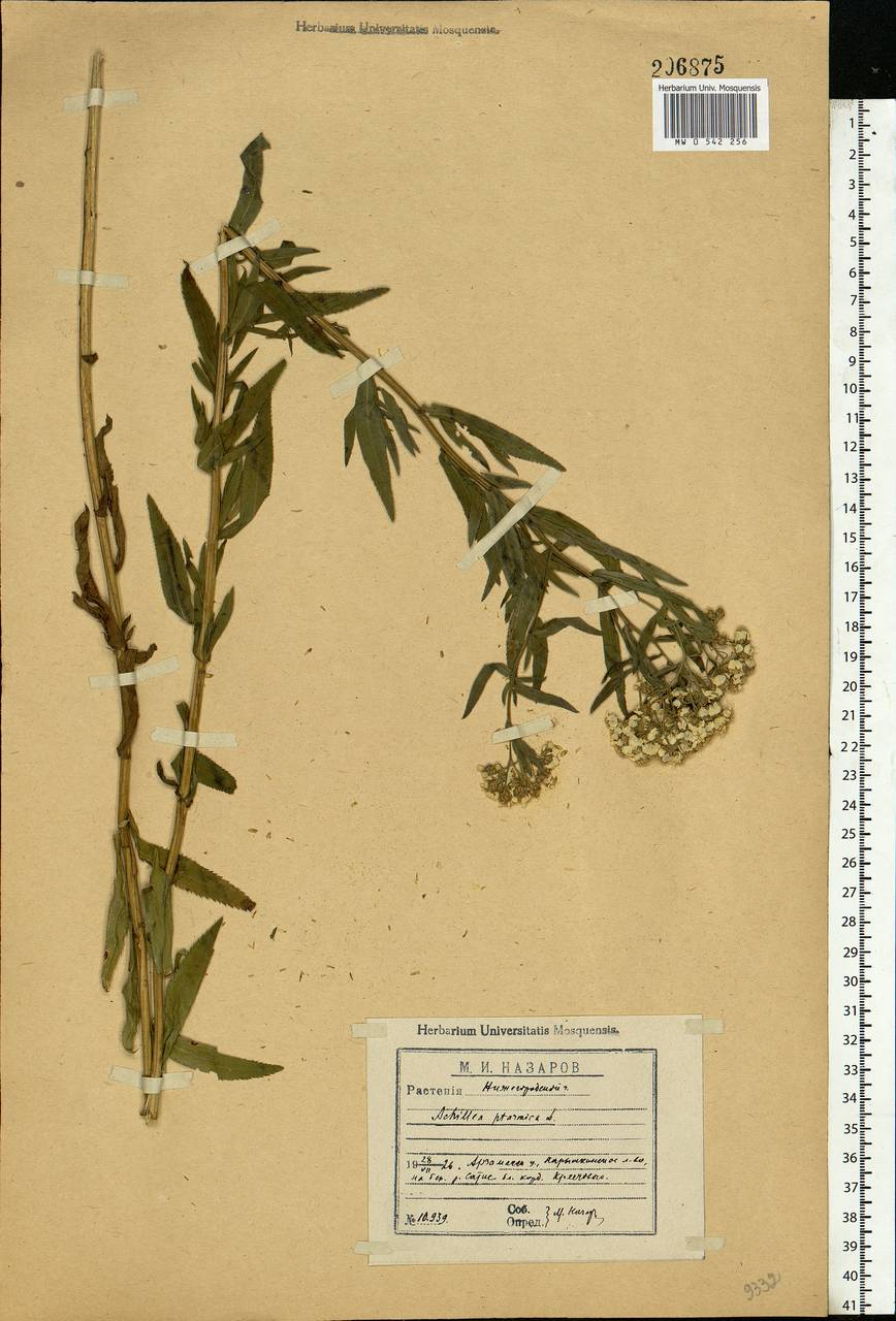 Achillea ptarmica subsp. ptarmica, Восточная Европа, Волжско-Камский район (E7) (Россия)