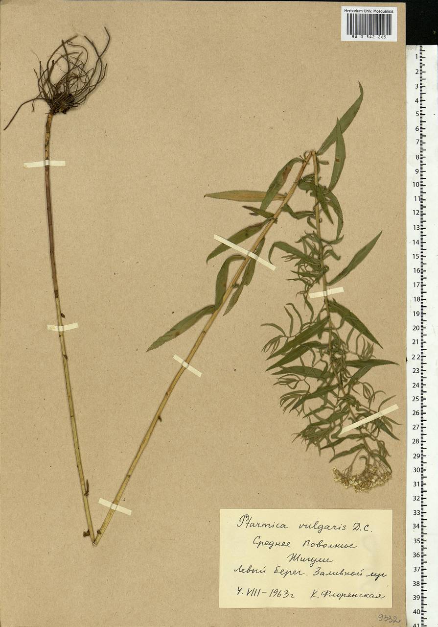 Achillea ptarmica subsp. ptarmica, Восточная Европа, Средневолжский район (E8) (Россия)