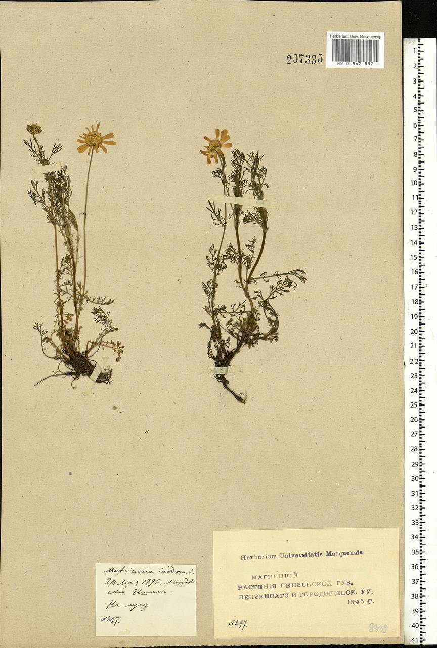 Трехреберник непахучий, Ромашка непахучая (L.) Sch.-Bip, Восточная Европа, Средневолжский район (E8) (Россия)