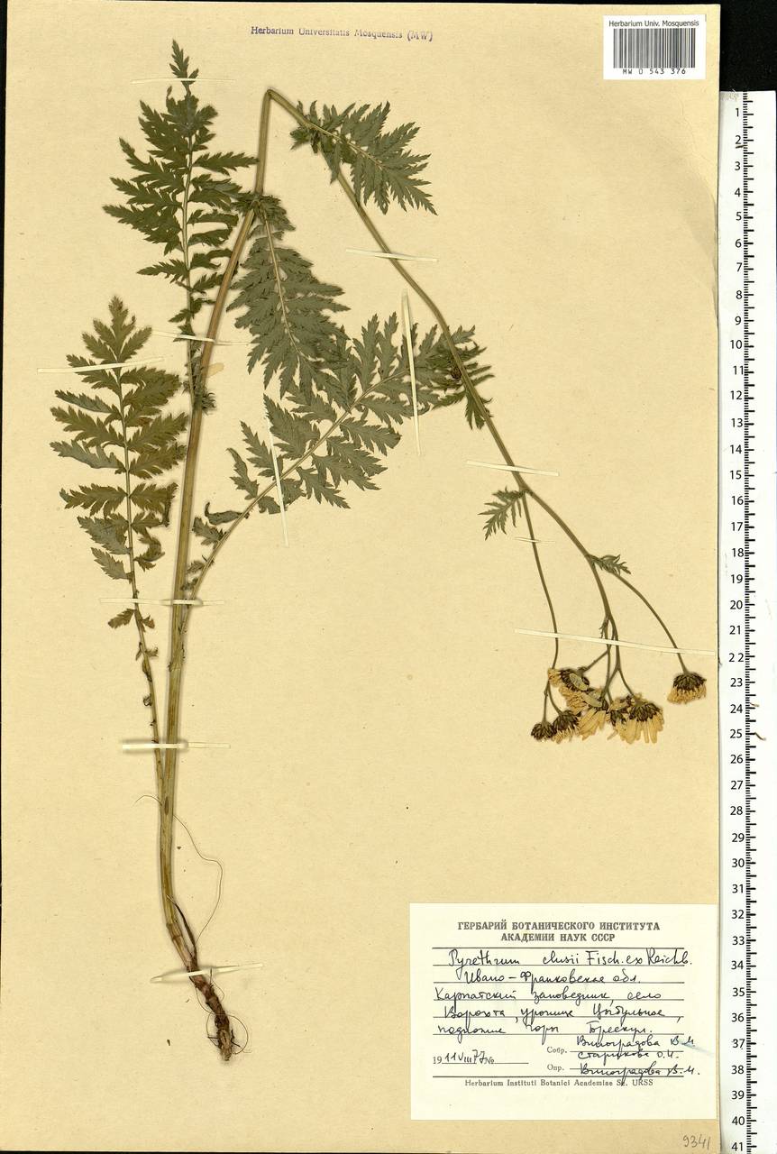 Tanacetum corymbosum subsp. corymbosum, Восточная Европа, Западно-Украинский район (E13) (Украина)