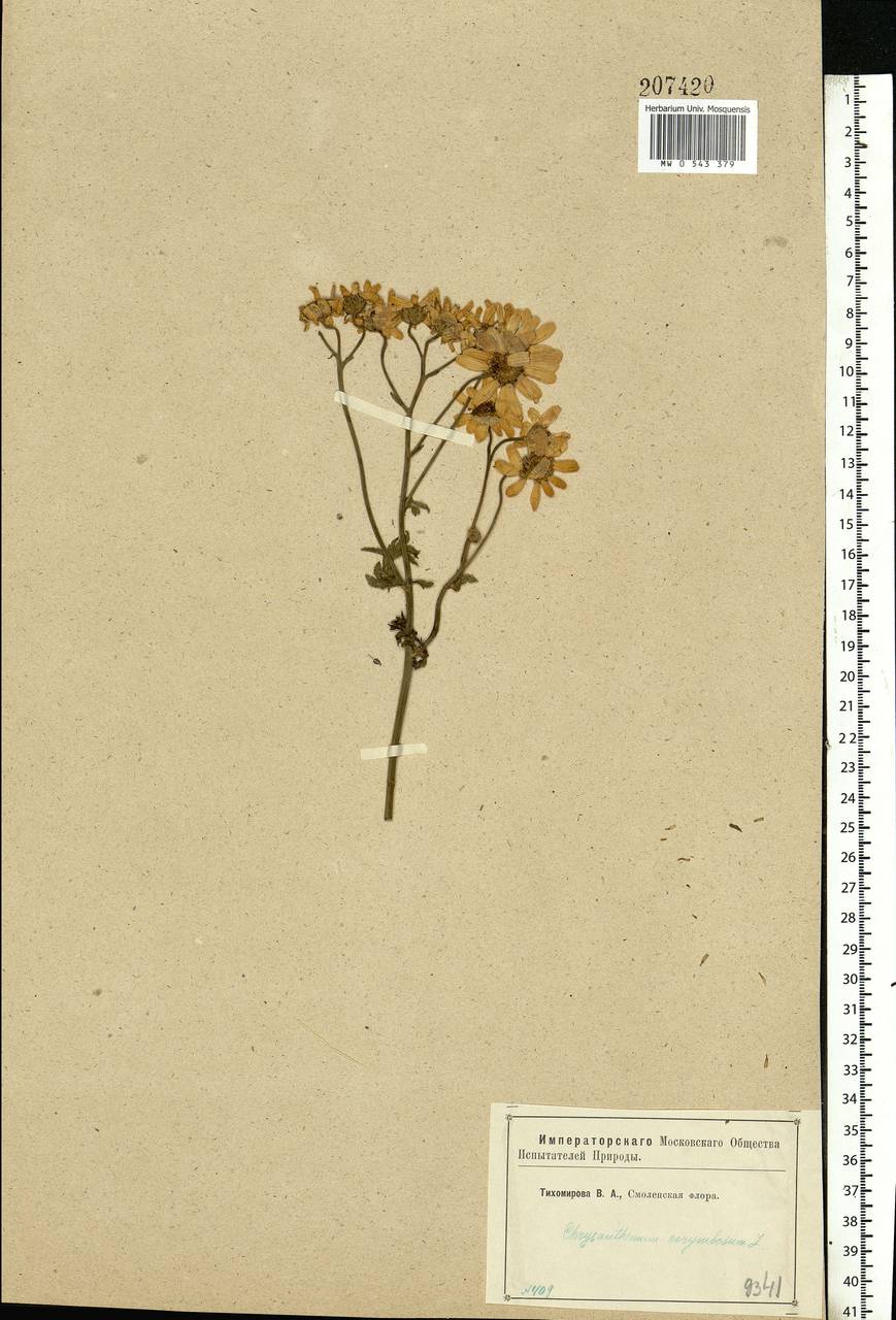 Tanacetum corymbosum subsp. corymbosum, Восточная Европа, Западный район (E3) (Россия)