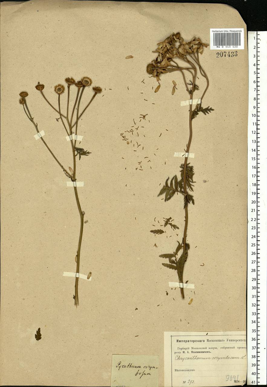 Tanacetum corymbosum subsp. corymbosum, Восточная Европа, Московская область и Москва (E4a) (Россия)