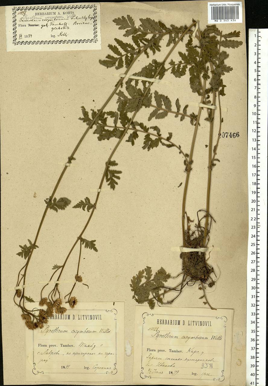 Tanacetum corymbosum subsp. corymbosum, Восточная Европа, Центральный лесостепной район (E6) (Россия)