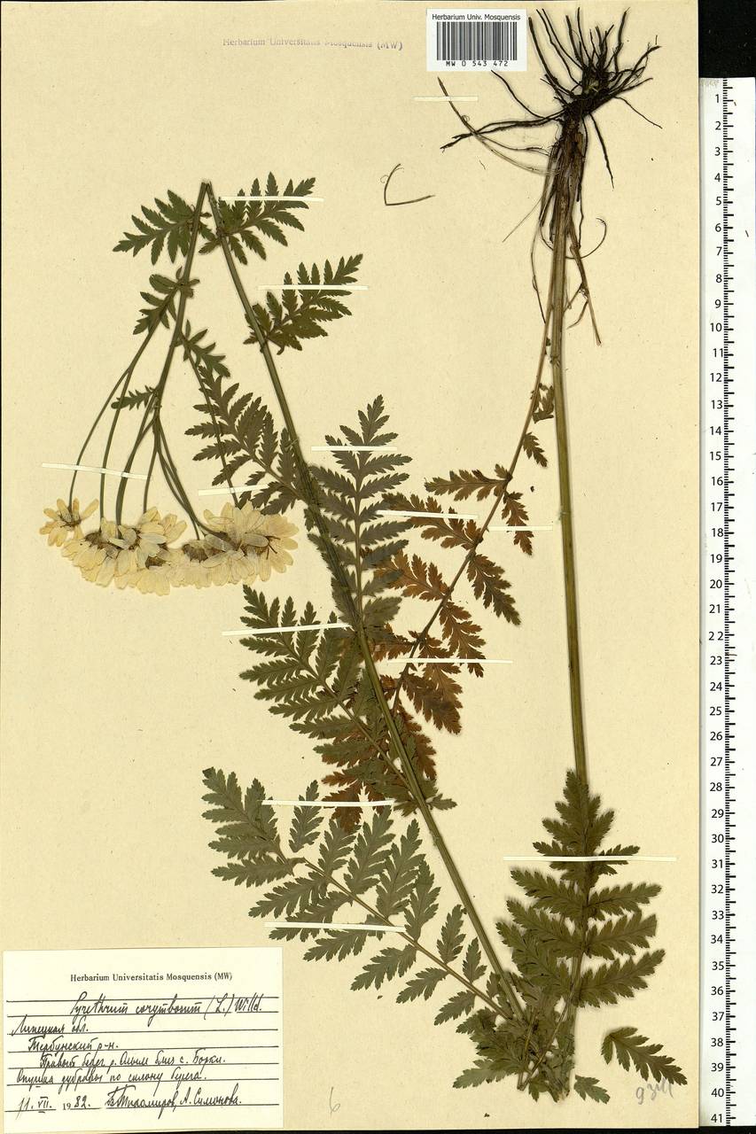 Tanacetum corymbosum subsp. corymbosum, Восточная Европа, Центральный лесостепной район (E6) (Россия)