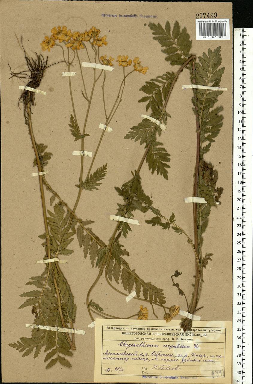 Tanacetum corymbosum subsp. corymbosum, Восточная Европа, Средневолжский район (E8) (Россия)