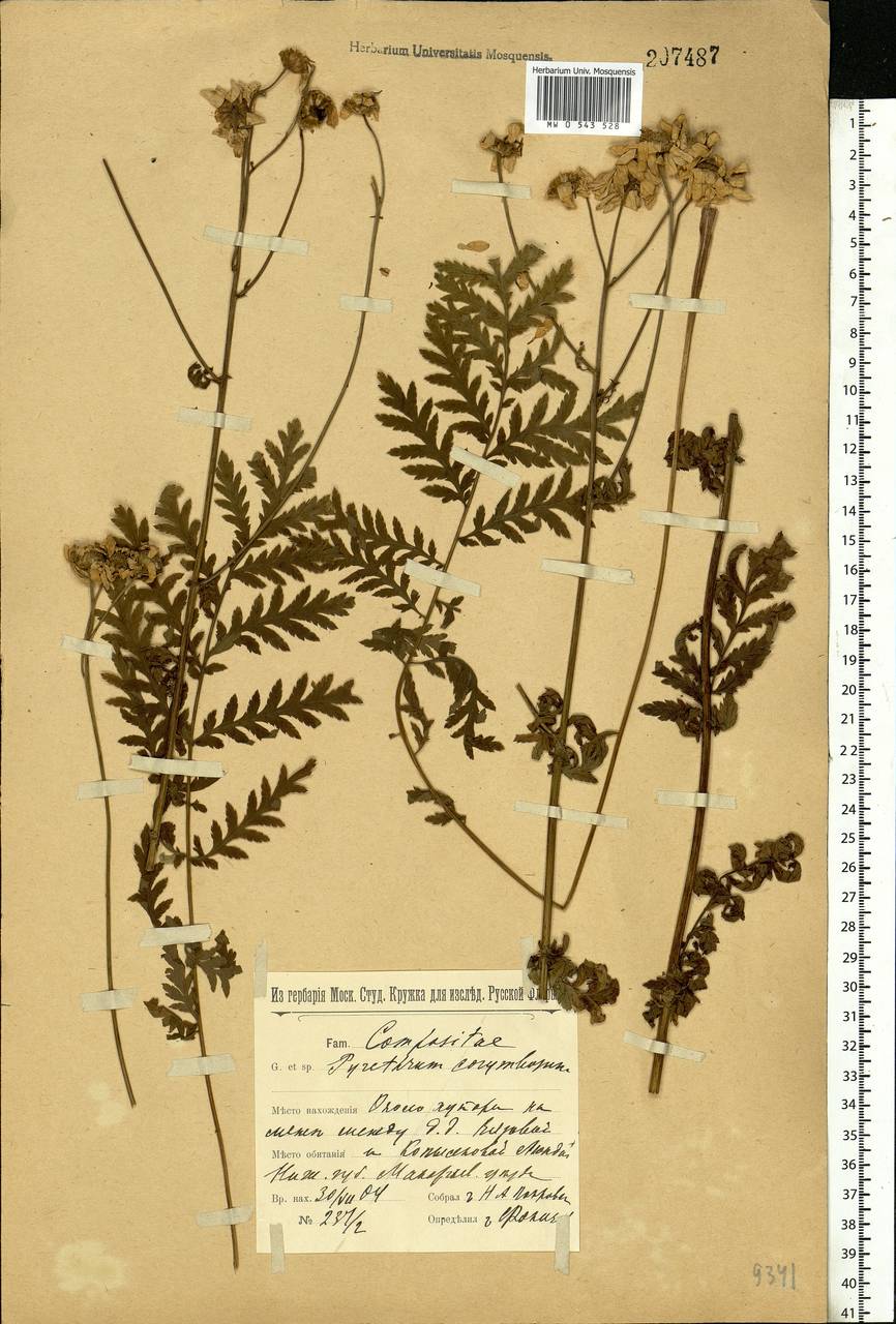 Tanacetum corymbosum subsp. corymbosum, Восточная Европа, Волжско-Камский район (E7) (Россия)