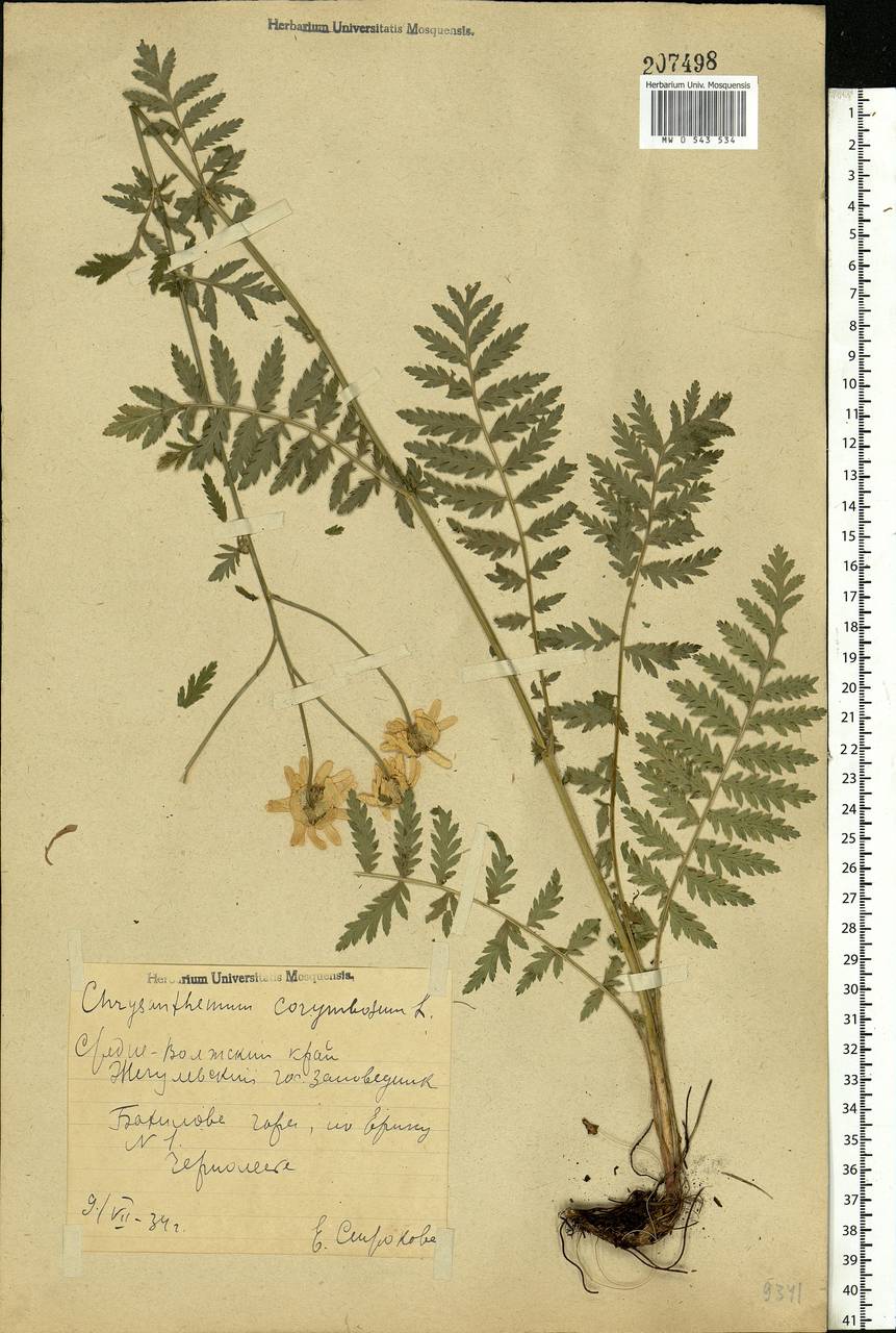 Tanacetum corymbosum subsp. corymbosum, Восточная Европа, Средневолжский район (E8) (Россия)