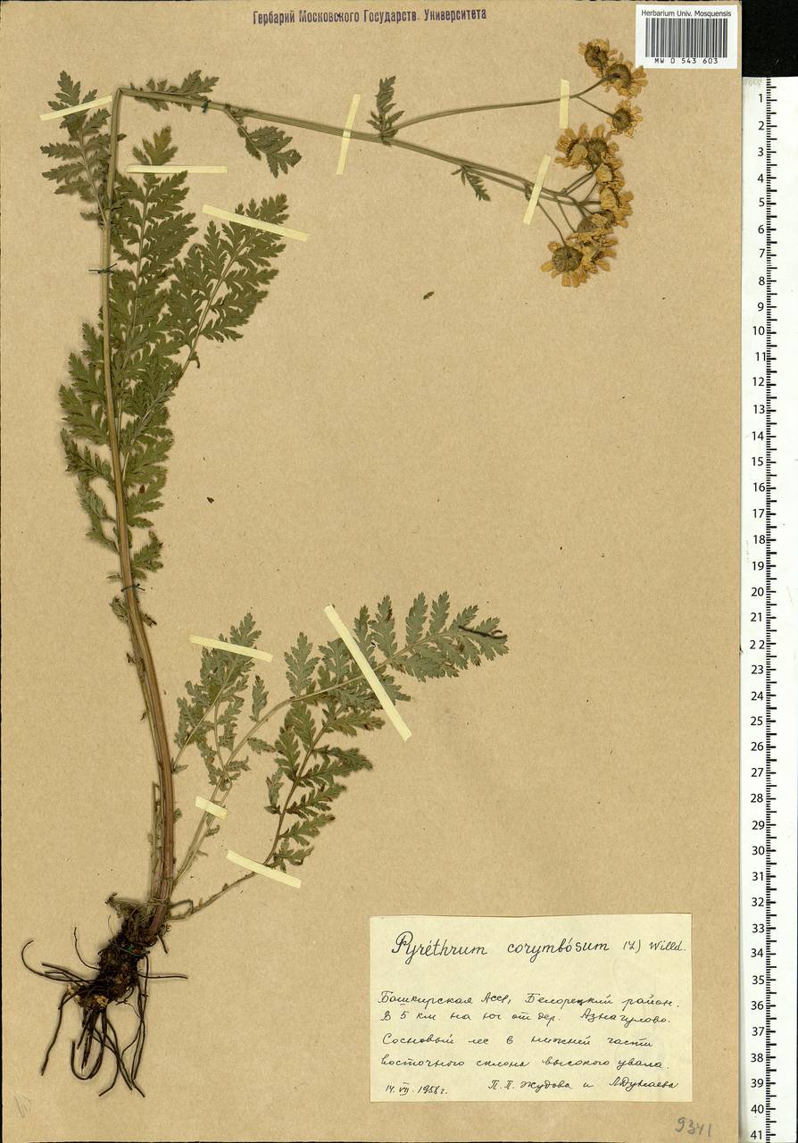 Tanacetum corymbosum subsp. corymbosum, Восточная Европа, Восточный район (E10) (Россия)