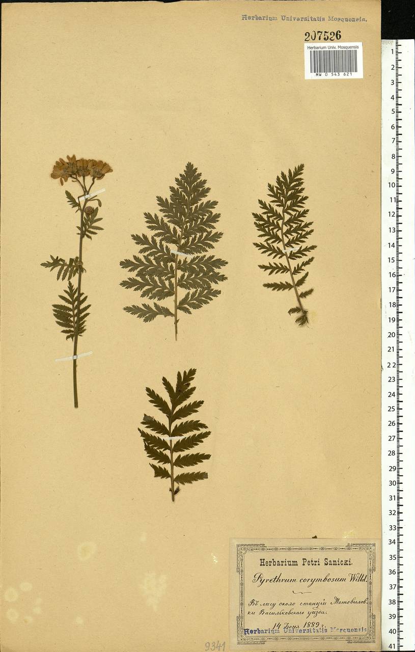 Tanacetum corymbosum subsp. corymbosum, Восточная Европа, Северо-Украинский район (E11) (Украина)