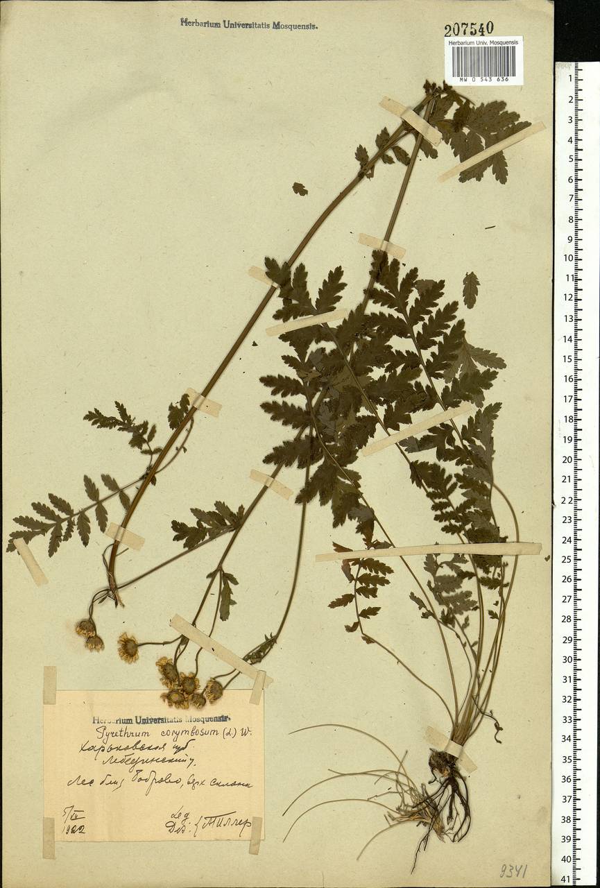 Tanacetum corymbosum subsp. corymbosum, Восточная Европа, Северо-Украинский район (E11) (Украина)