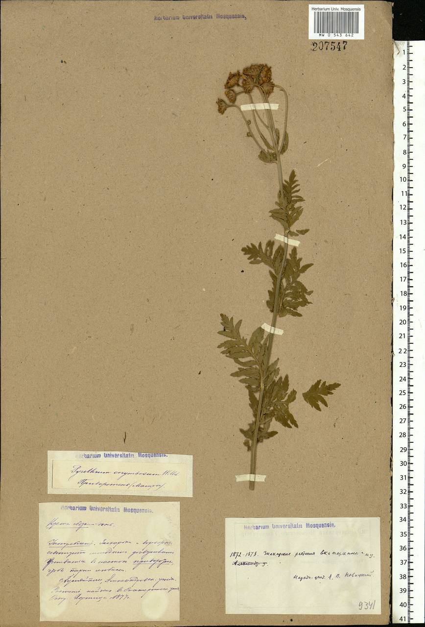 Tanacetum corymbosum subsp. corymbosum, Восточная Европа, Южно-Украинский район (E12) (Украина)