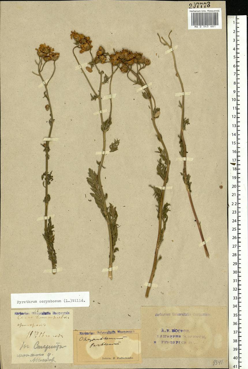 Tanacetum corymbosum subsp. corymbosum, Восточная Европа, Восточный район (E10) (Россия)