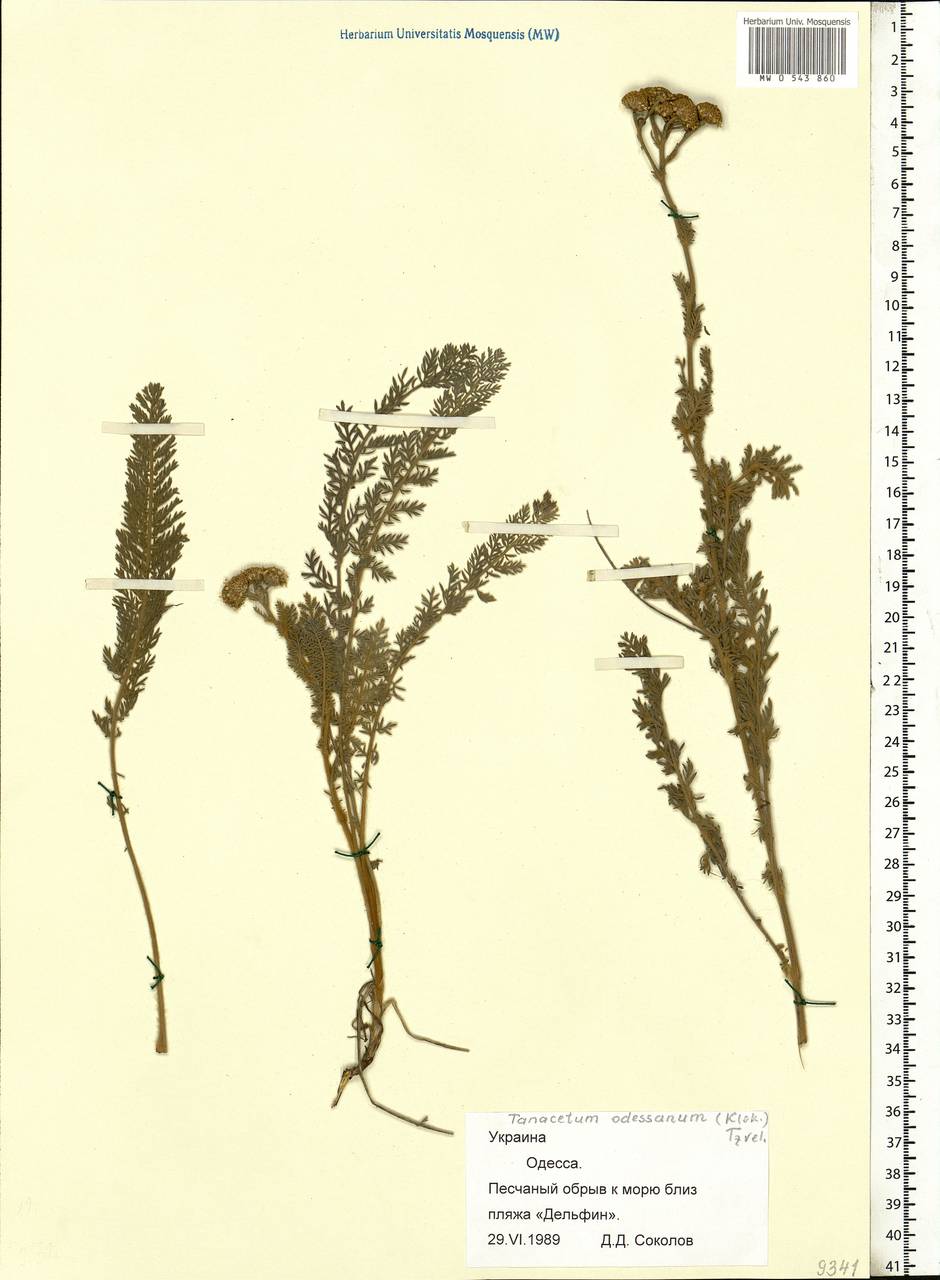 Пижма одесская (Klokov) Tzvelev, Восточная Европа, Южно-Украинский район (E12) (Украина)