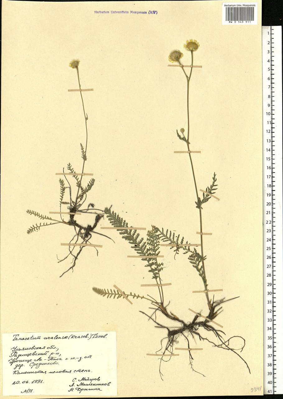 Пижма уральская (Krasch.) Tzvelev, Восточная Европа, Средневолжский район (E8) (Россия)
