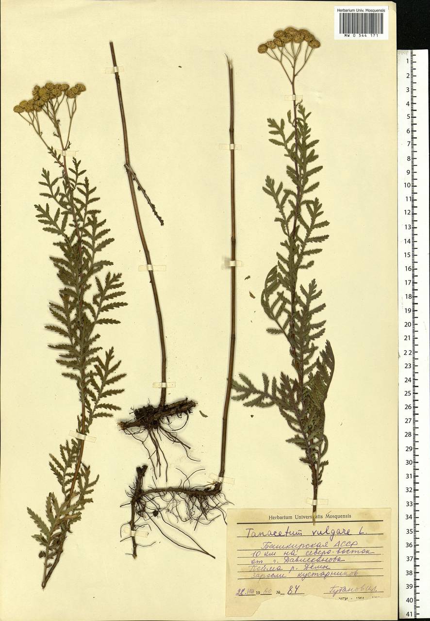 Пижма обыкновенная, Дикая рябинка L., Восточная Европа, Восточный район (E10) (Россия)