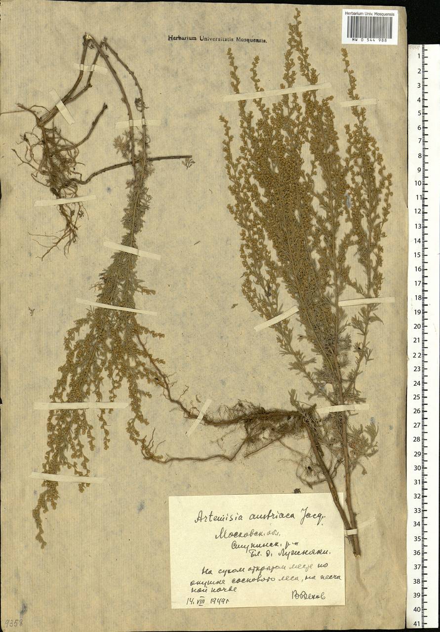Полынь австрийская Jacq., Восточная Европа, Московская область и Москва (E4a) (Россия)