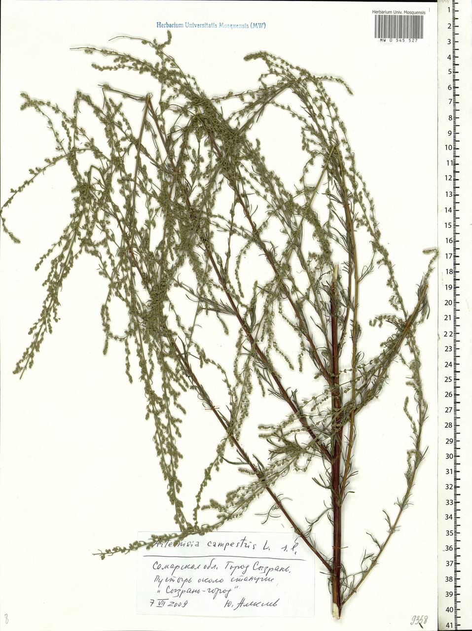 MW0545527, Artemisia campestris (Полынь равнинная, Полынь полевая), specimen