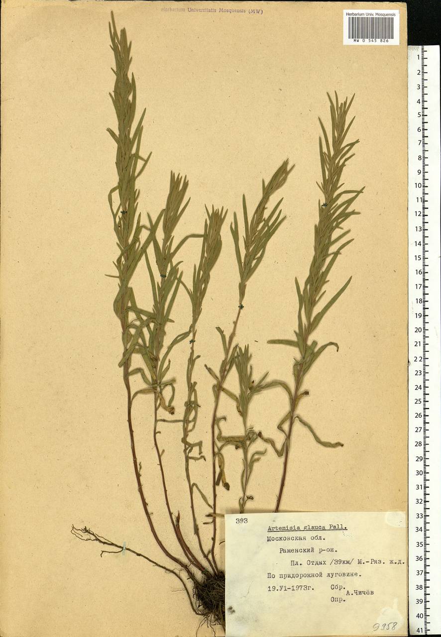Полынь сизая Pall. ex Willd., Восточная Европа, Московская область и Москва (E4a) (Россия)