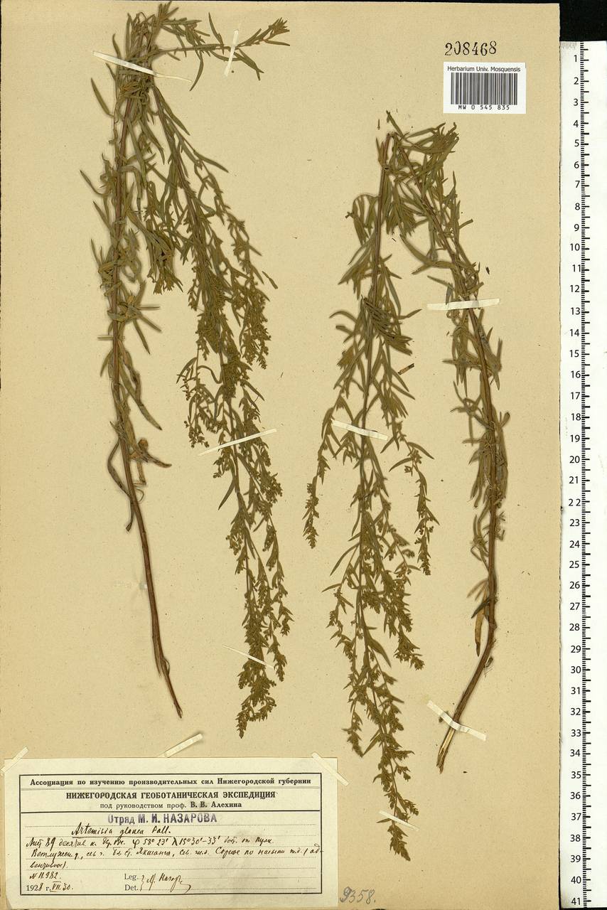 Полынь сизая Pall. ex Willd., Восточная Европа, Центральный лесной район (E5) (Россия)