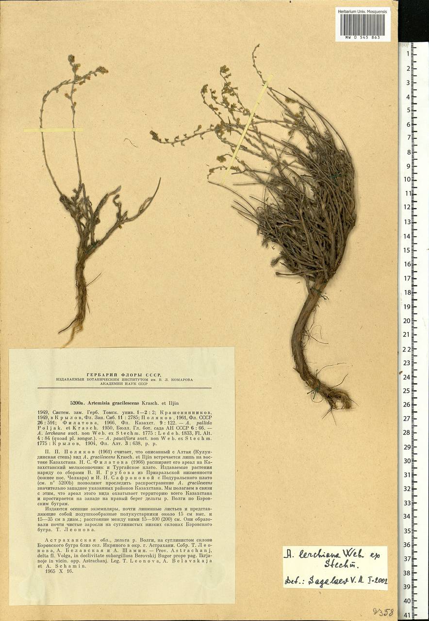 Полынь тонковатая Krasch. & Iljin, Восточная Европа, Нижневолжский район (E9) (Россия)