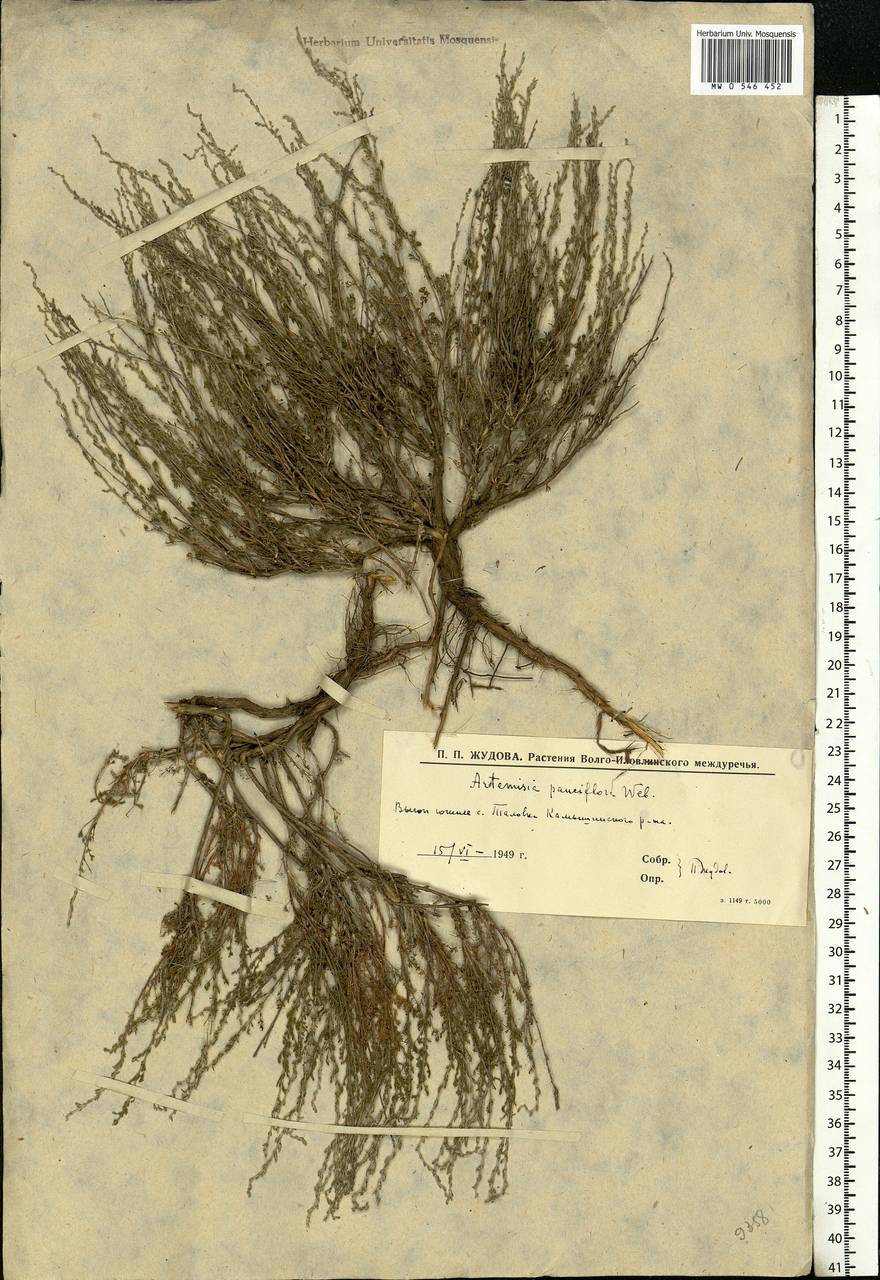 Полынь малоцветковая Weber, Восточная Европа, Нижневолжский район (E9) (Россия)