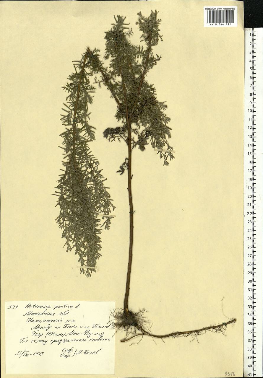 Полынь понтийская L., Восточная Европа, Московская область и Москва (E4a) (Россия)