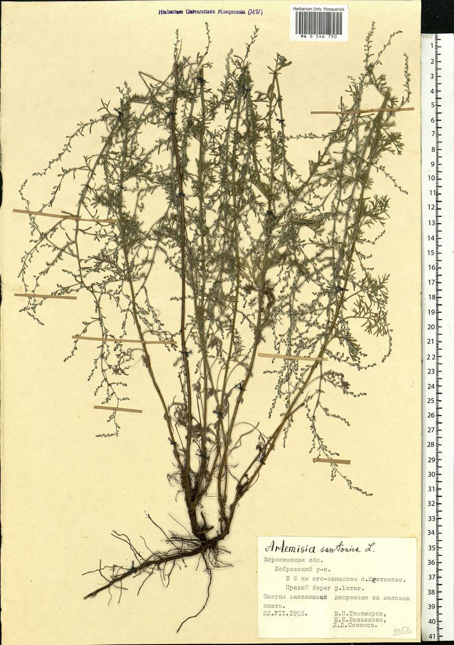 Artemisia caerulescens subsp. caerulescens, Восточная Европа, Центральный лесостепной район (E6) (Россия)