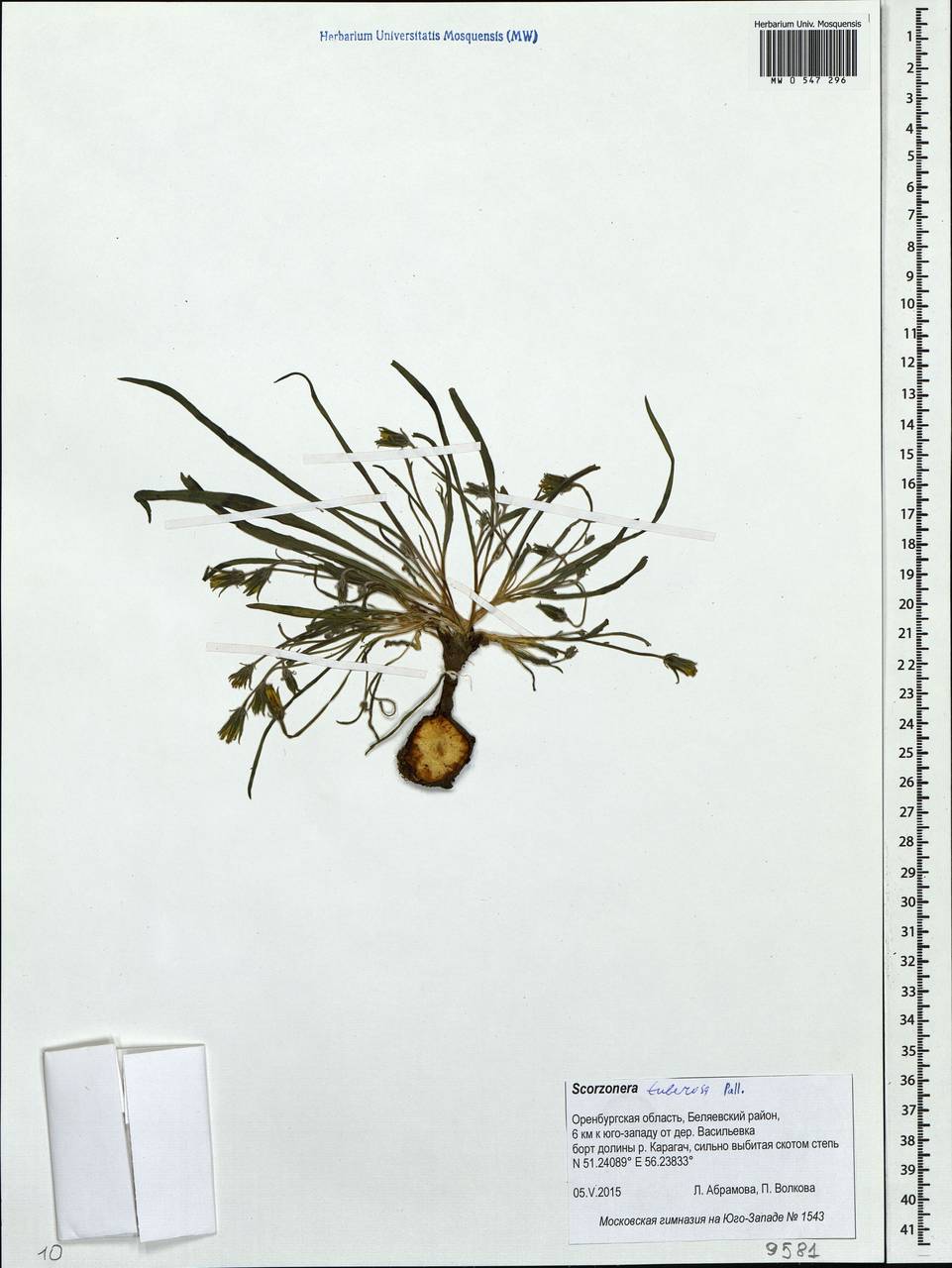 Gelasia tuberosa (Pall.) Zaika, Sukhor. & N. Kilian, Восточная Европа, Восточный район (E10) (Россия)