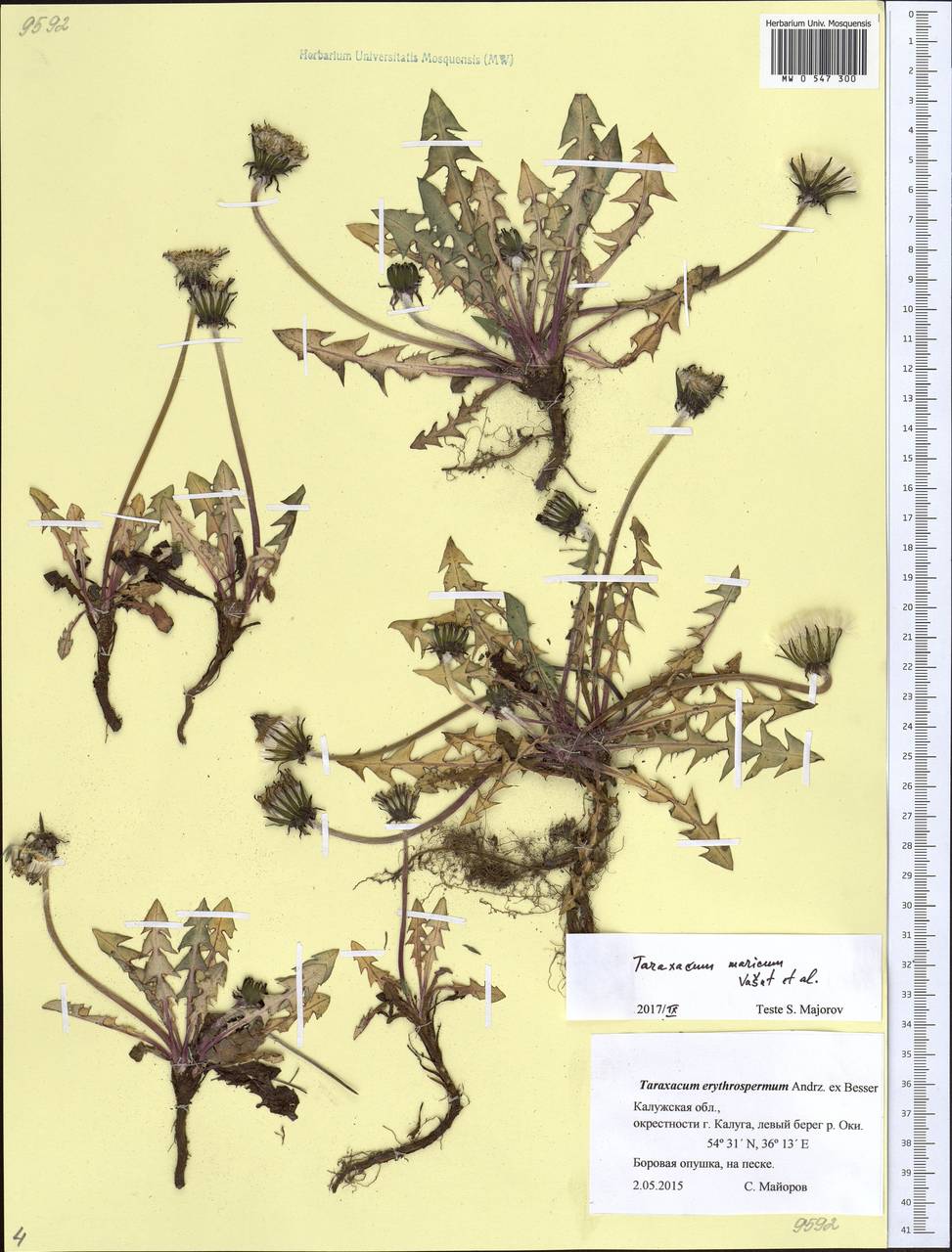 Taraxacum maricum Vasut, Kirschner & Stepánek, Восточная Европа, Центральный район (E4) (Россия)