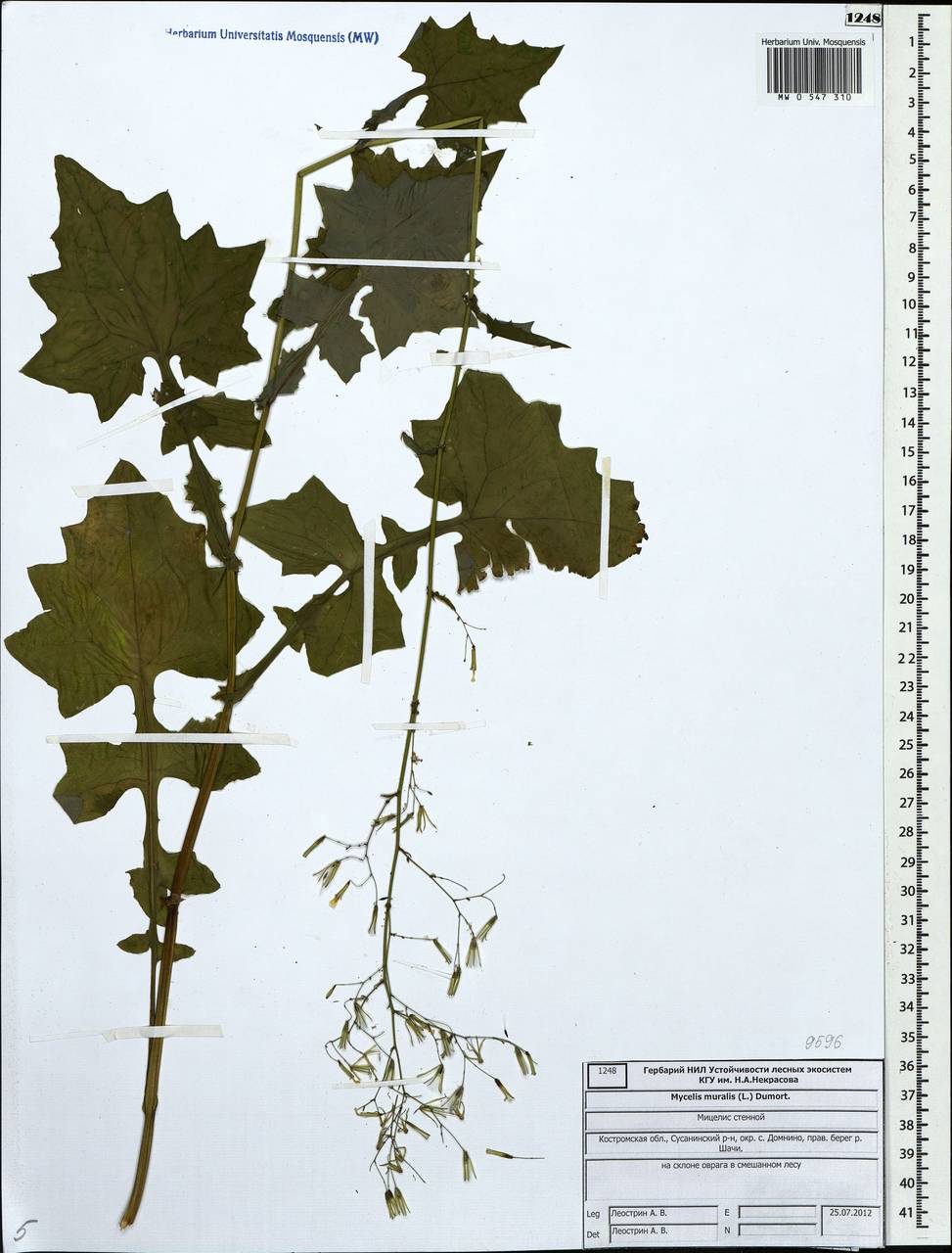 Мицелис стенной (L.) Dumort., Восточная Европа, Центральный лесной район (E5) (Россия)