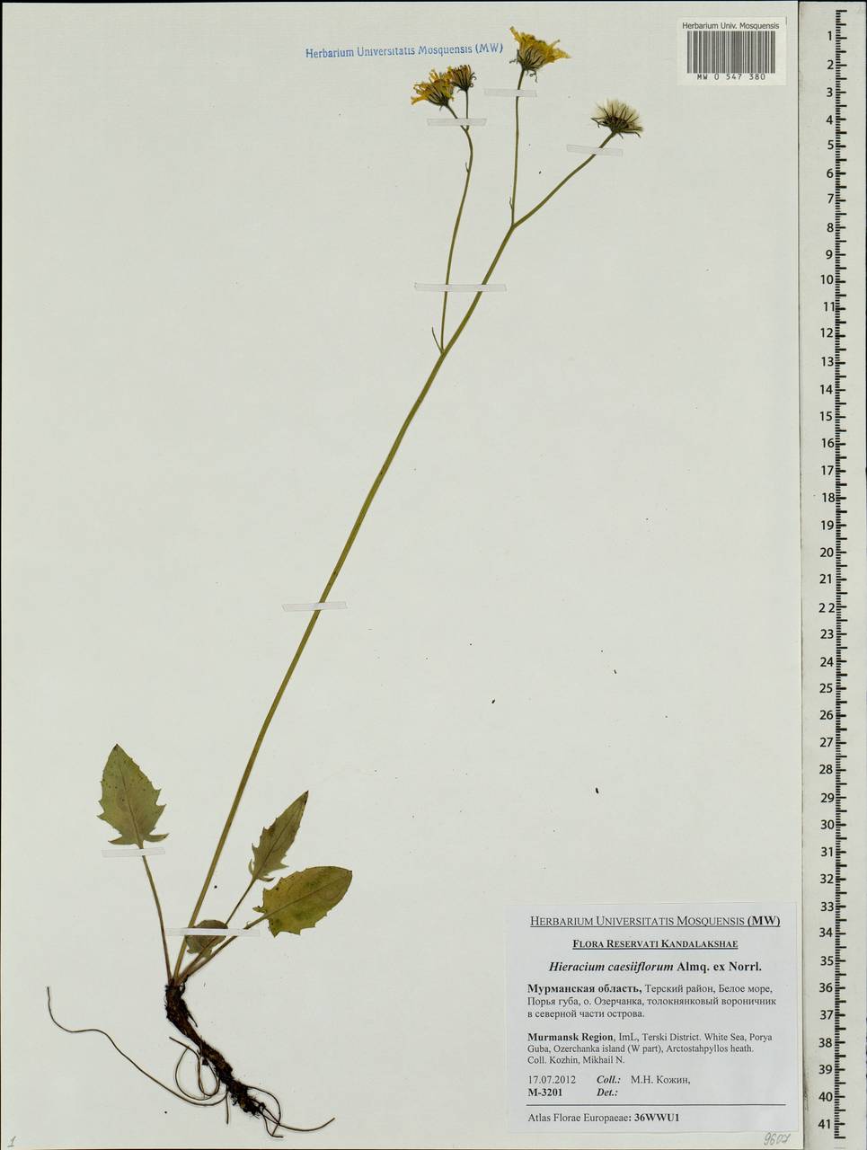 Яcтребинка сизоцветковая (Almq. ex Norrl.) Zahn, Восточная Европа, Северный район (E1) (Россия)