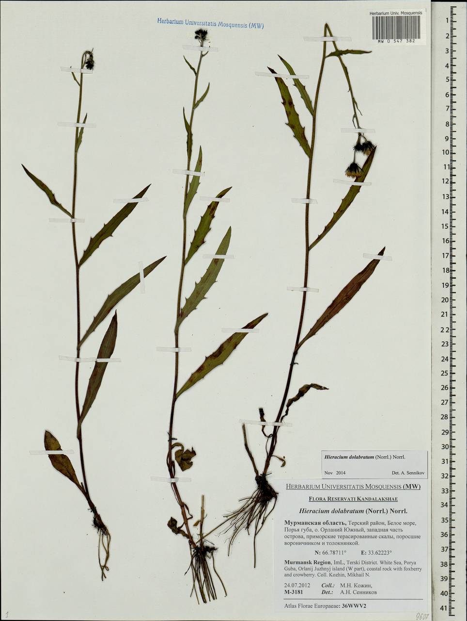 Ястребинка долотовидная (Norrl.) Norrl., Восточная Европа, Северный район (E1) (Россия)