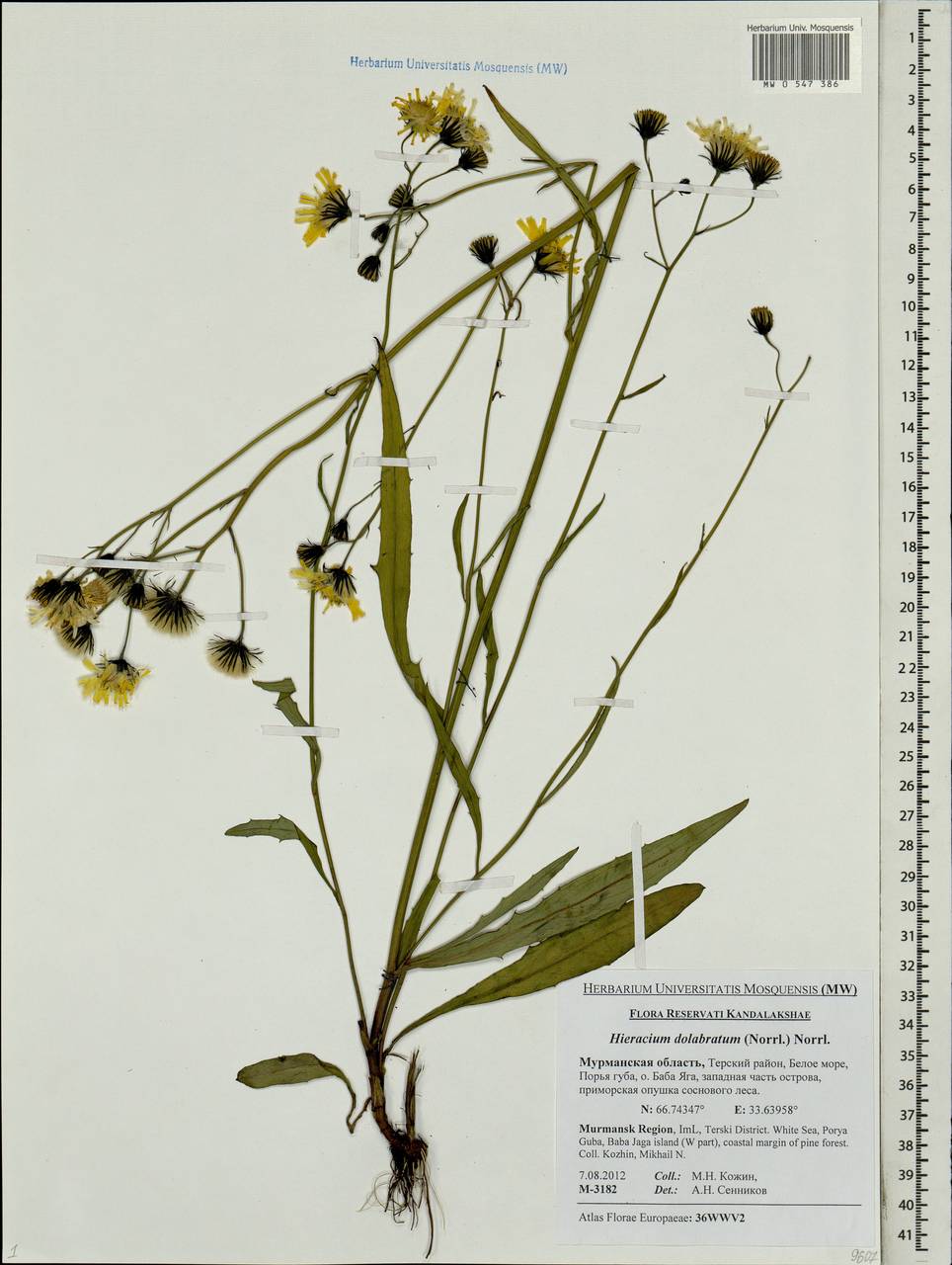 Ястребинка долотовидная (Norrl.) Norrl., Восточная Европа, Северный район (E1) (Россия)
