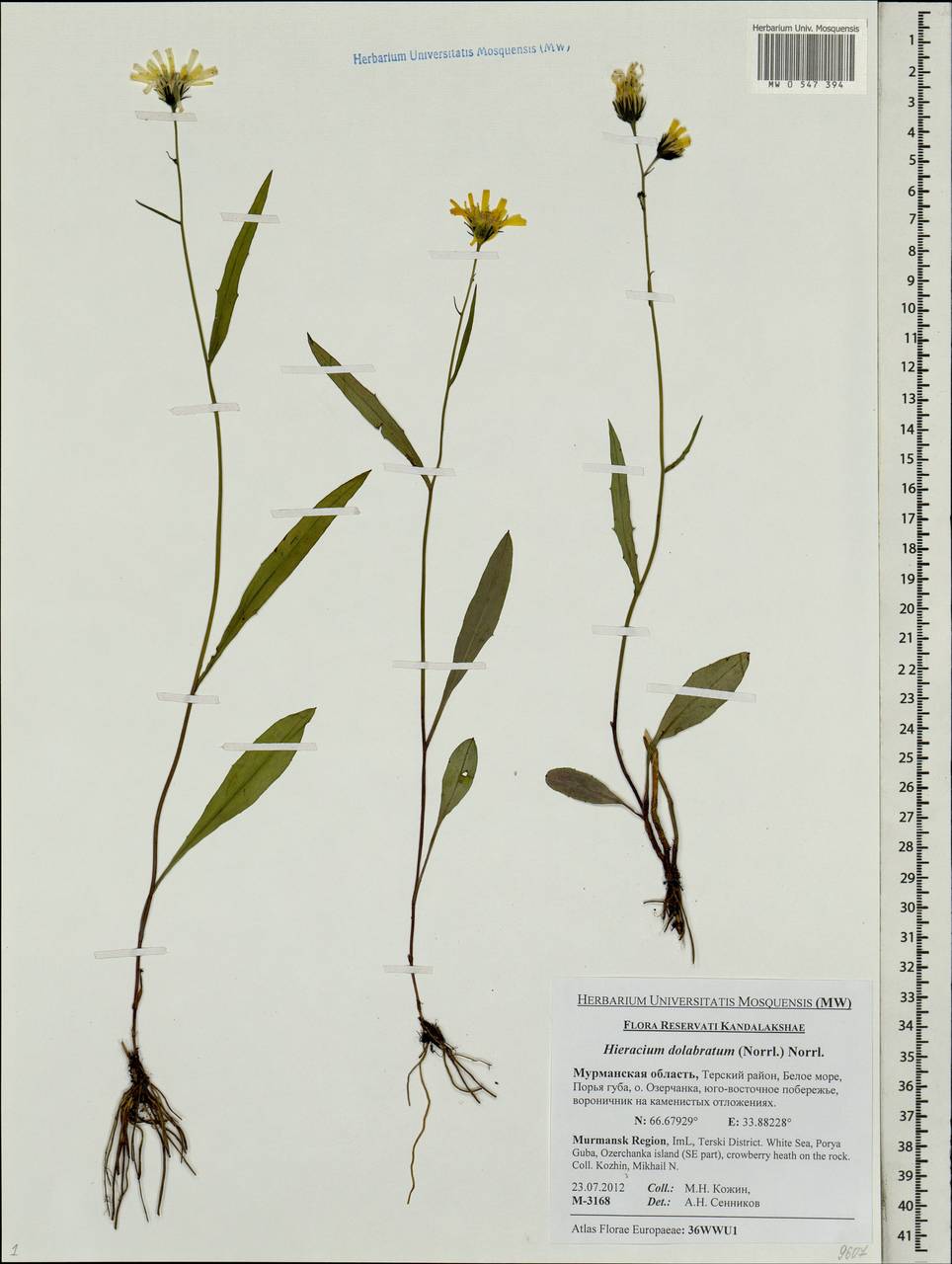Ястребинка долотовидная (Norrl.) Norrl., Восточная Европа, Северный район (E1) (Россия)