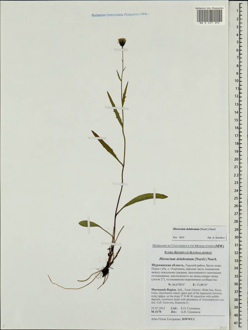 Ястребинка долотовидная (Norrl.) Norrl., Восточная Европа, Северный район (E1) (Россия)
