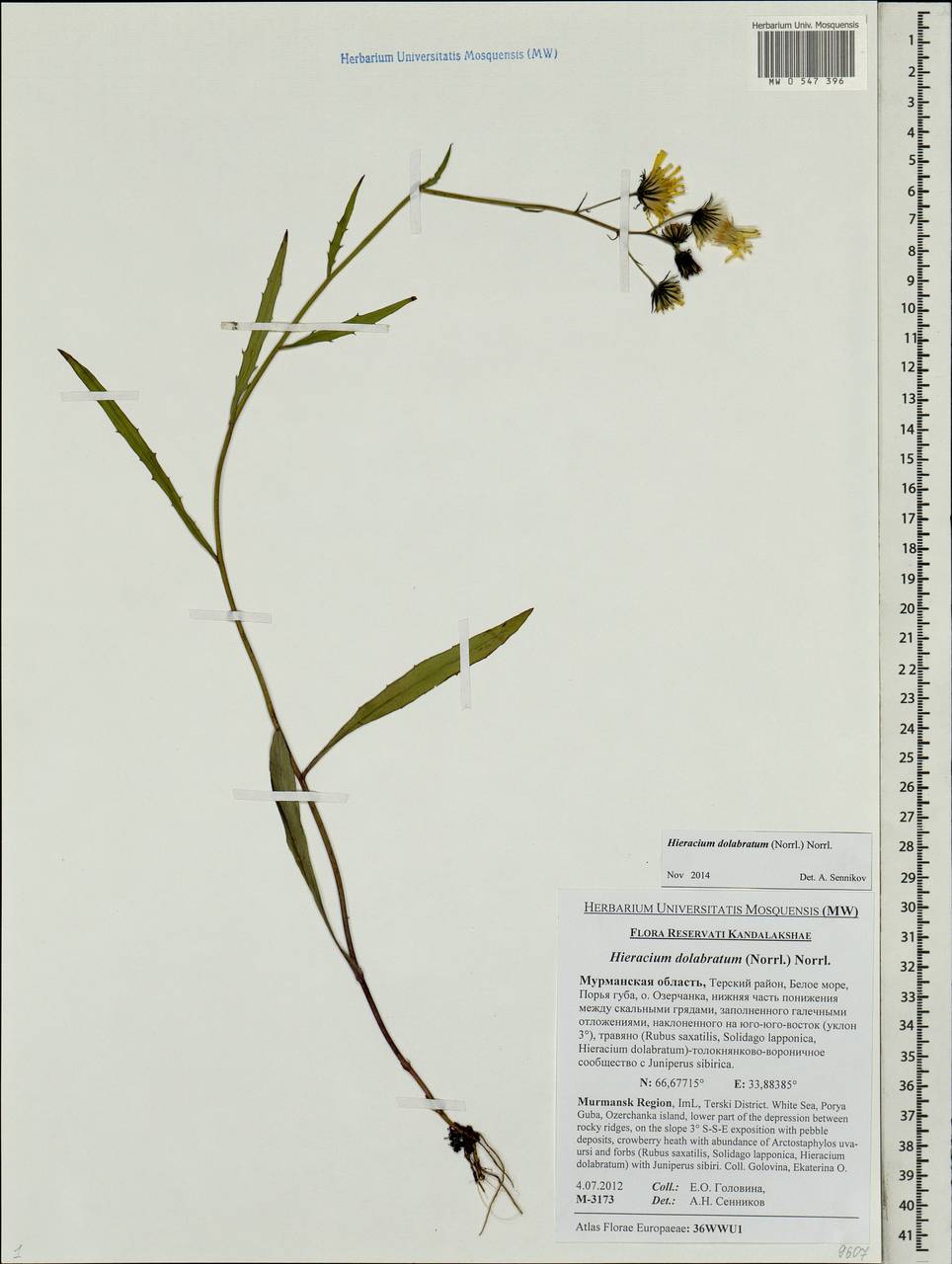 Ястребинка долотовидная (Norrl.) Norrl., Восточная Европа, Северный район (E1) (Россия)