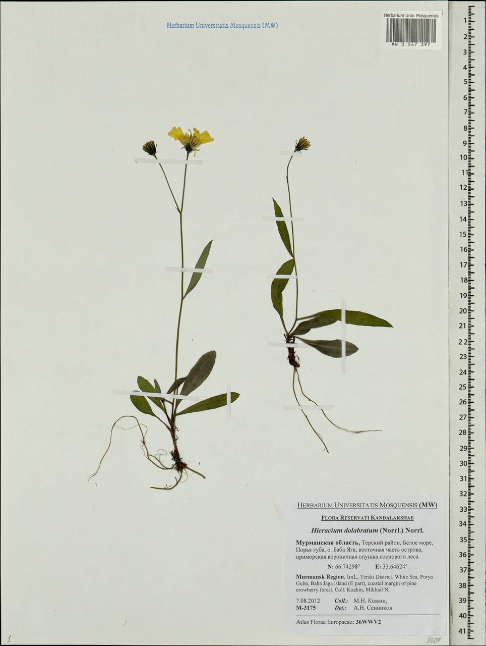 Ястребинка долотовидная (Norrl.) Norrl., Восточная Европа, Северный район (E1) (Россия)