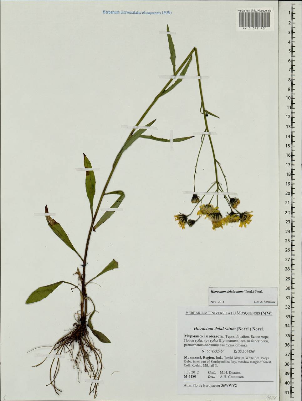 Ястребинка долотовидная (Norrl.) Norrl., Восточная Европа, Северный район (E1) (Россия)