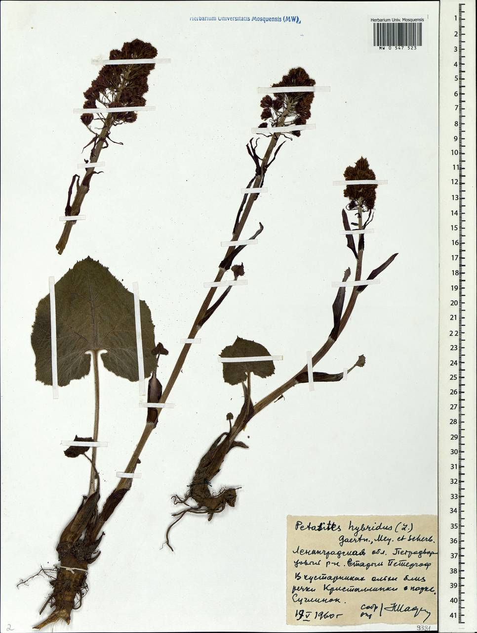 Белокопытник гибридный (L.) G. Gaertn., B. Mey. & Scherb., Восточная Европа, Северо-Западный район (E2) (Россия)