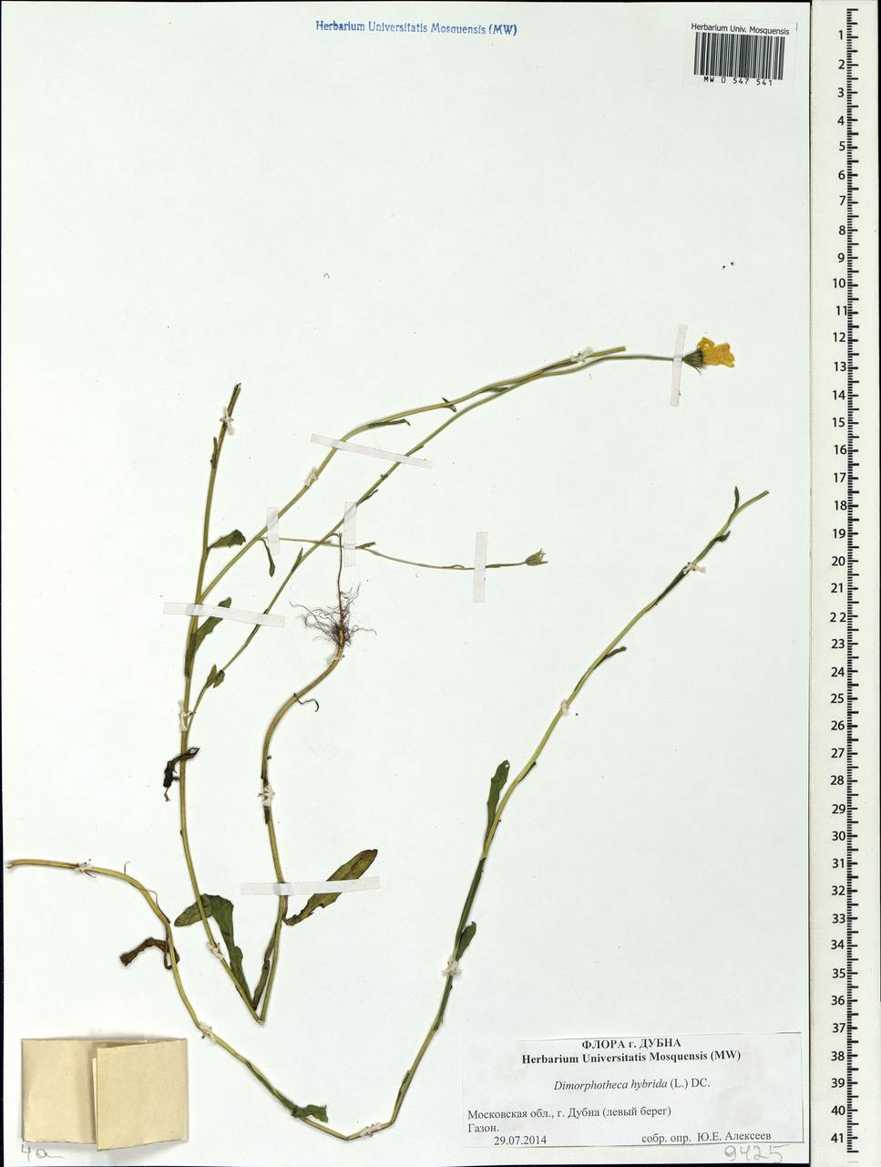 Dimorphotheca pluvialis (L.) Moench, Восточная Европа, Московская область и Москва (E4a) (Россия)