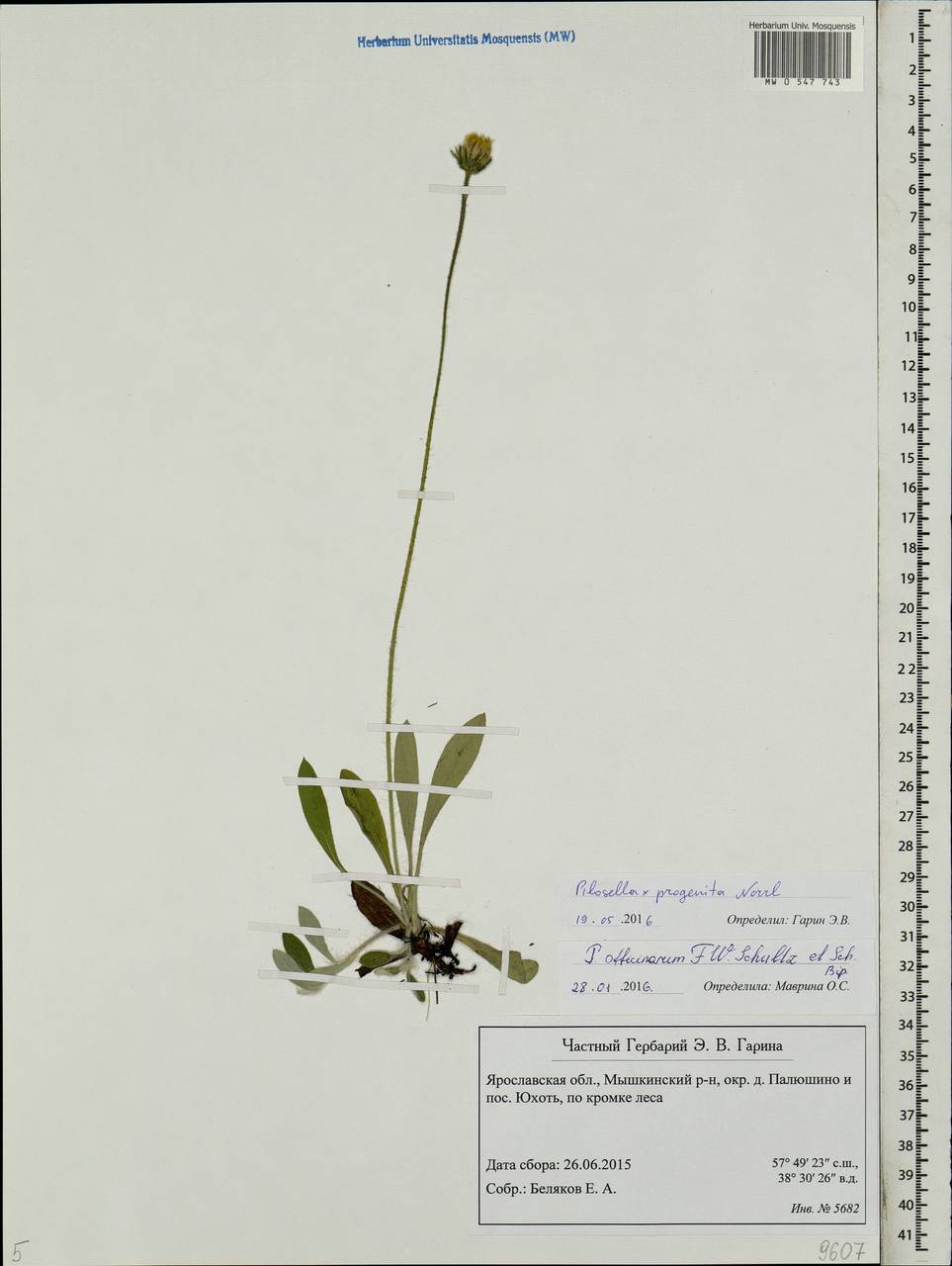 Ястребиночка волосистоцветковая (Nägeli & Peter) Soják, Восточная Европа, Центральный лесной район (E5) (Россия)