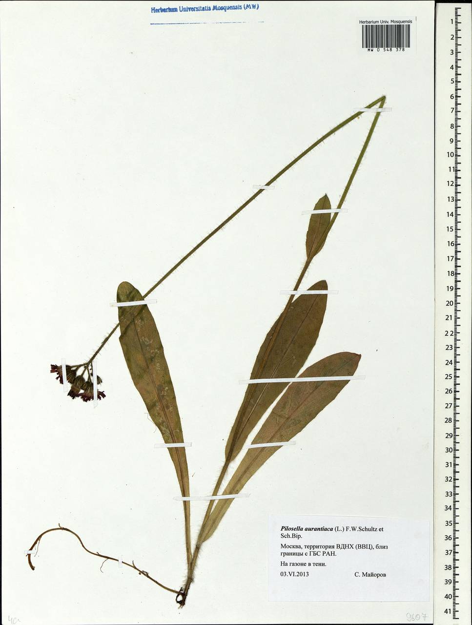 Pilosella aurantiaca subsp. aurantiaca, Восточная Европа, Московская область и Москва (E4a) (Россия)