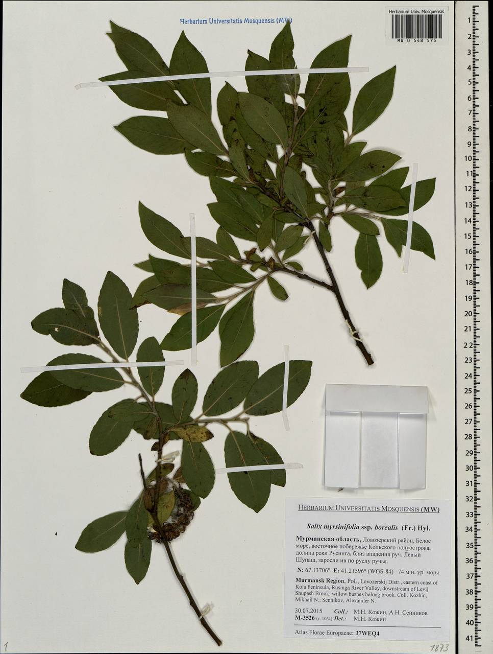 Salix myrsinifolia subsp. borealis (Fr.) Hyl., Восточная Европа, Северный район (E1) (Россия)