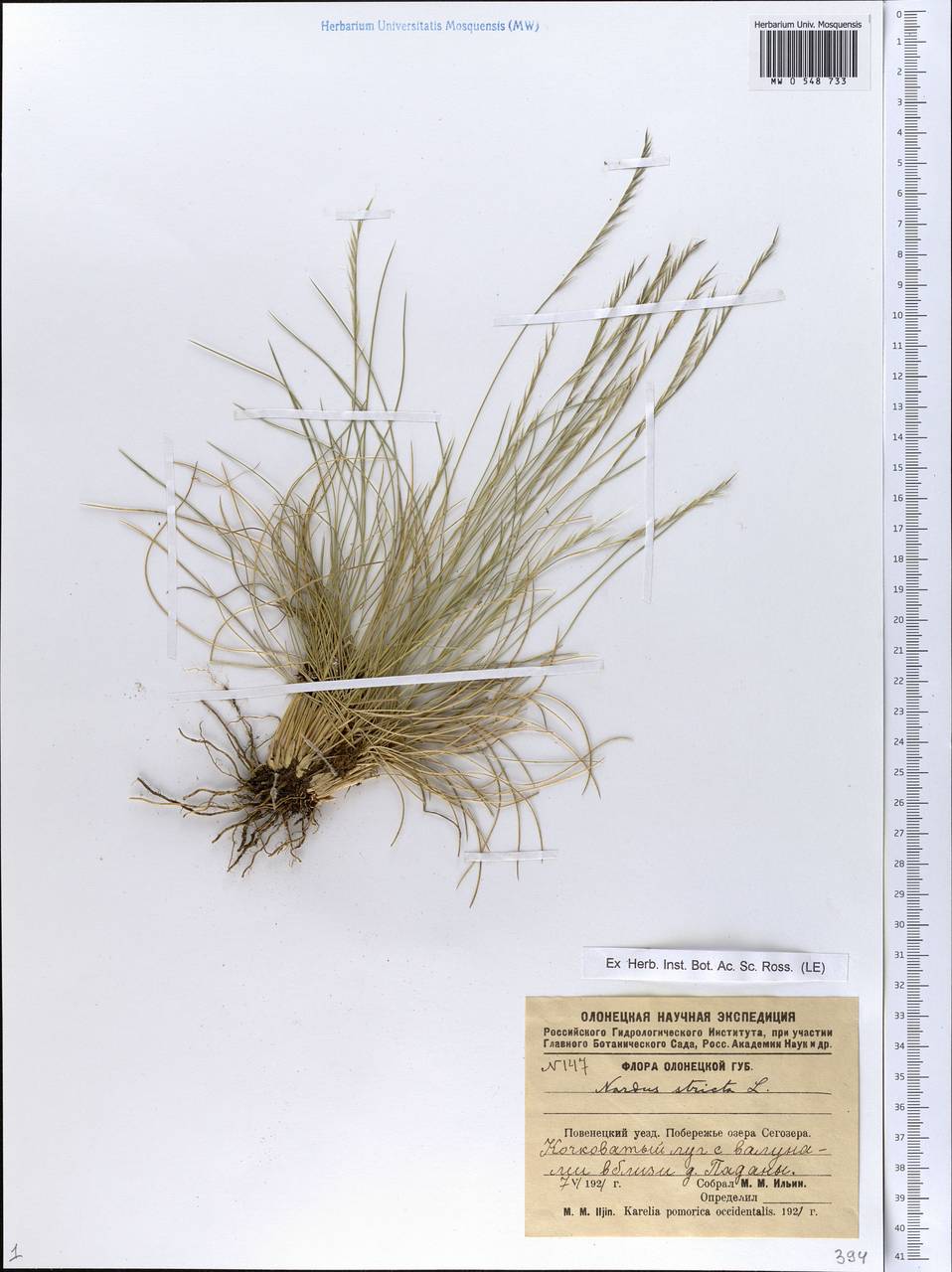 MW0548733, Nardus stricta (Белоус торчащий), specimen
