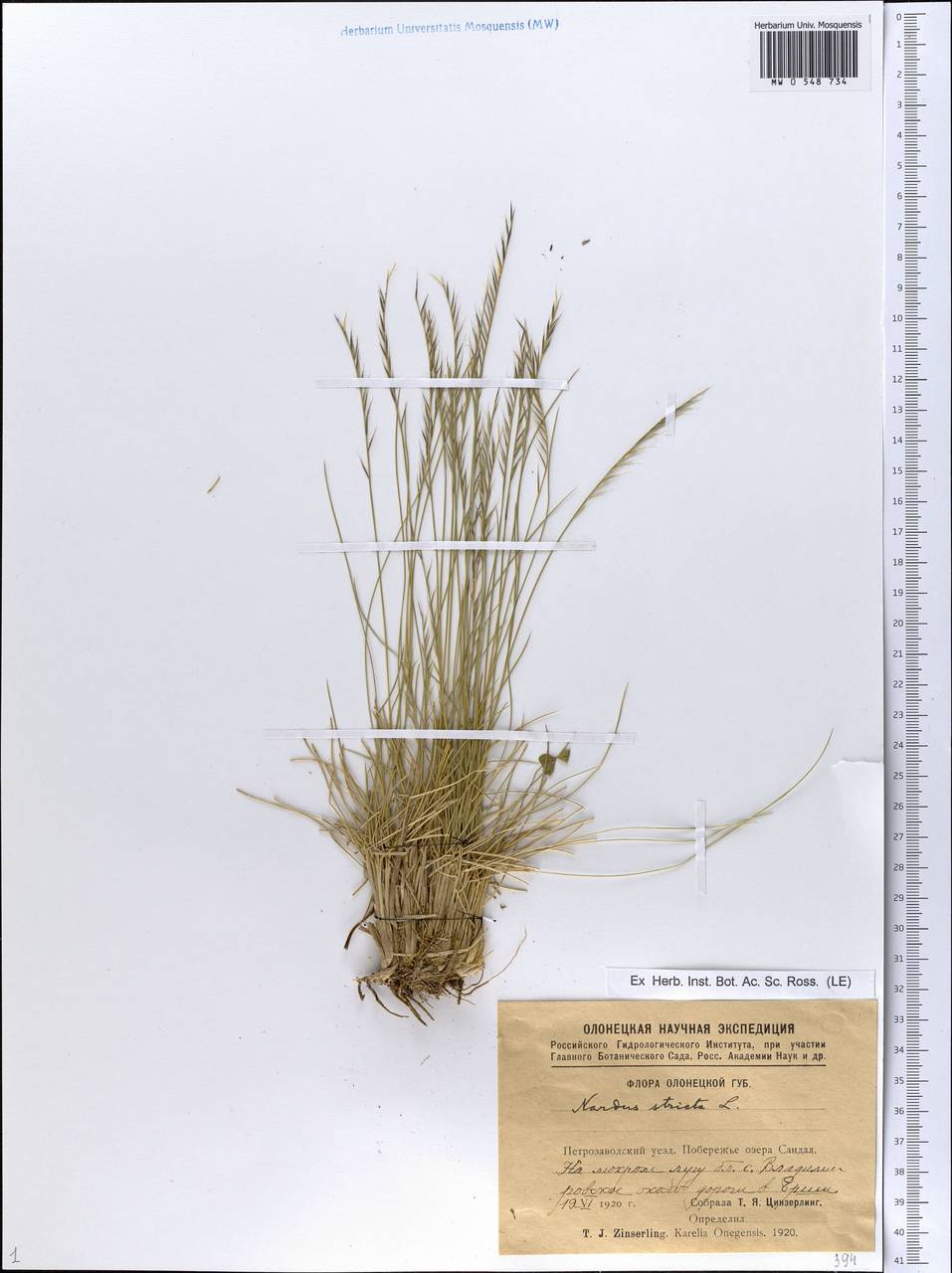 MW0548734, Nardus stricta (Белоус торчащий), specimen