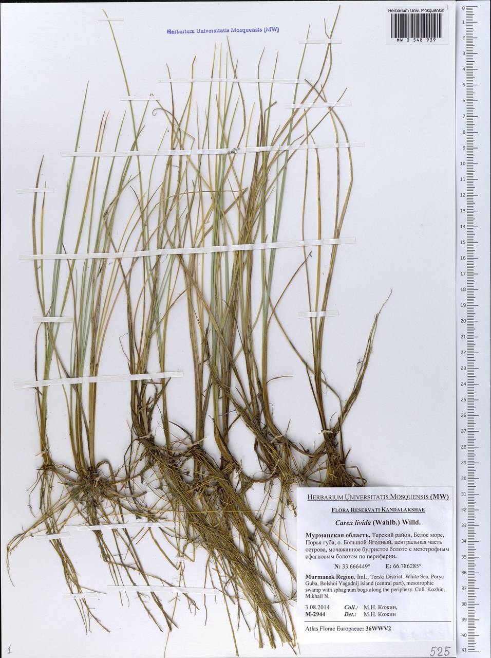 MW0548939, Carex livida (Осока свинцово-зеленая), specimen