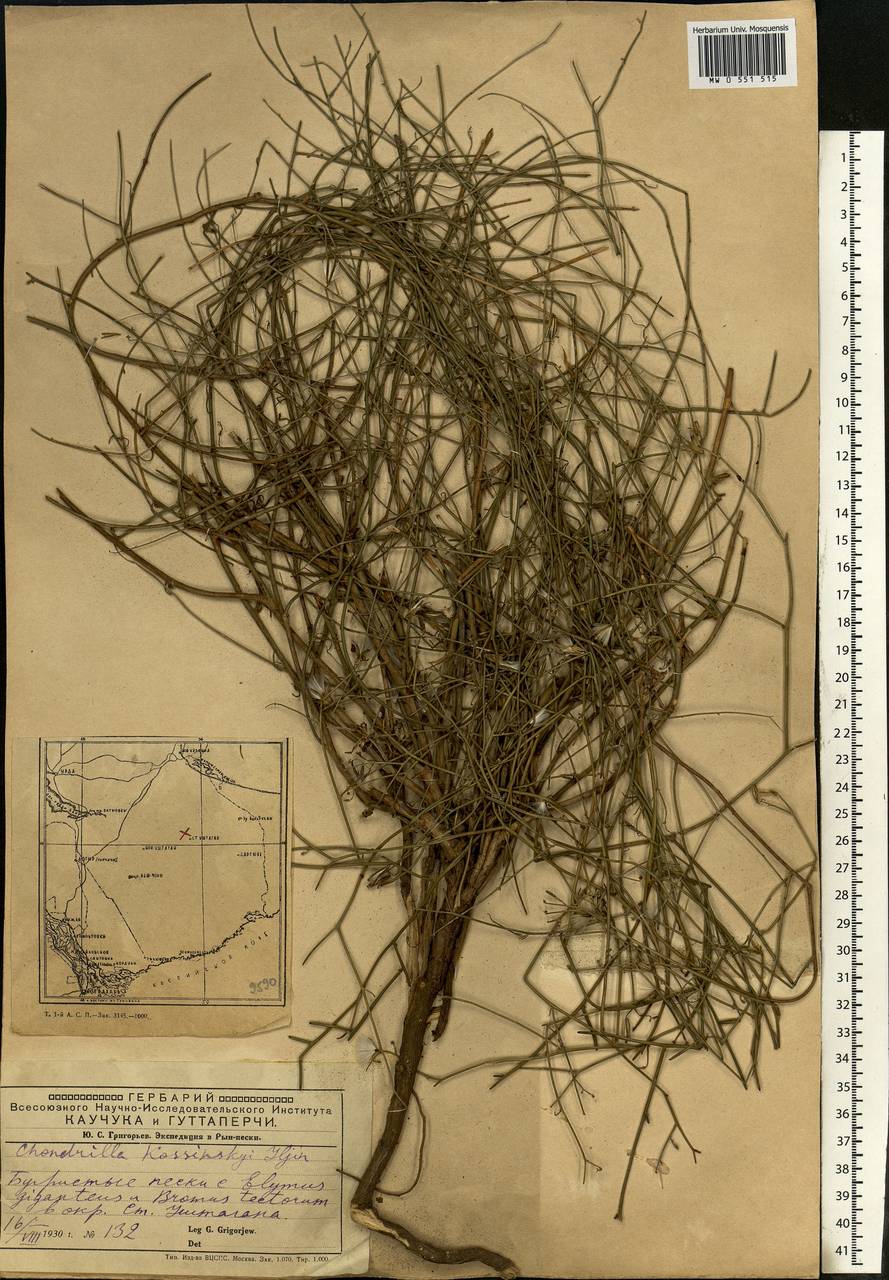 Хондрилла малоцветковая Ledeb., Средняя Азия и Казахстан, Прикаспийский Устюрт и Северное Приаралье (M8) (Казахстан)